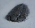 Large / Inch Calymene Niagarensis Trilobite #2138-2